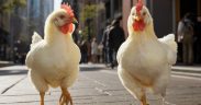 Chickens and saida