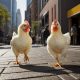 Chickens and saida